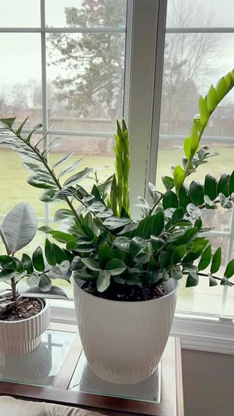 ZZ Plant