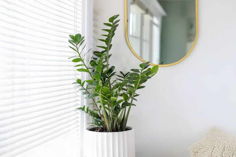 ZZ Plant