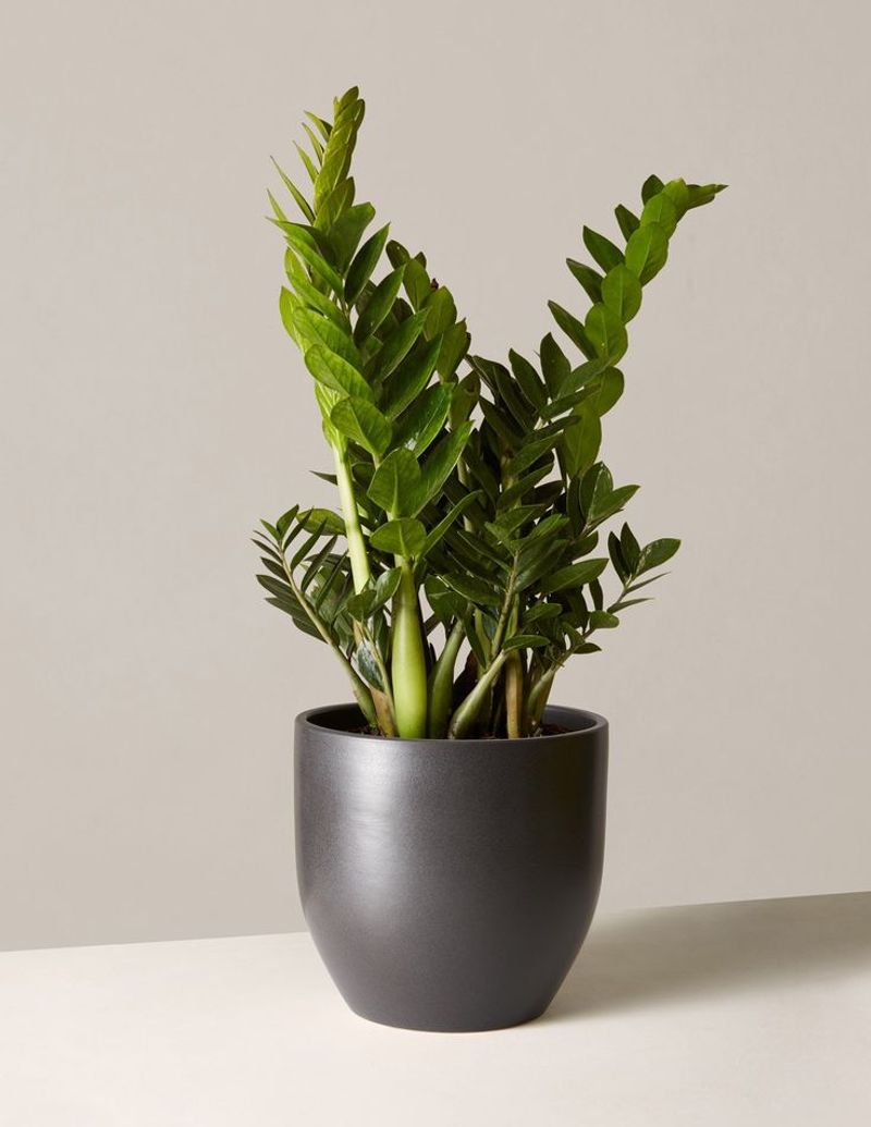ZZ Plant