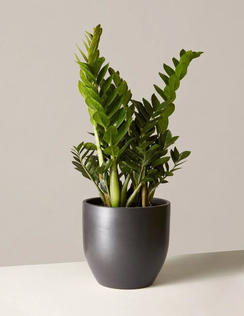 ZZ Plant