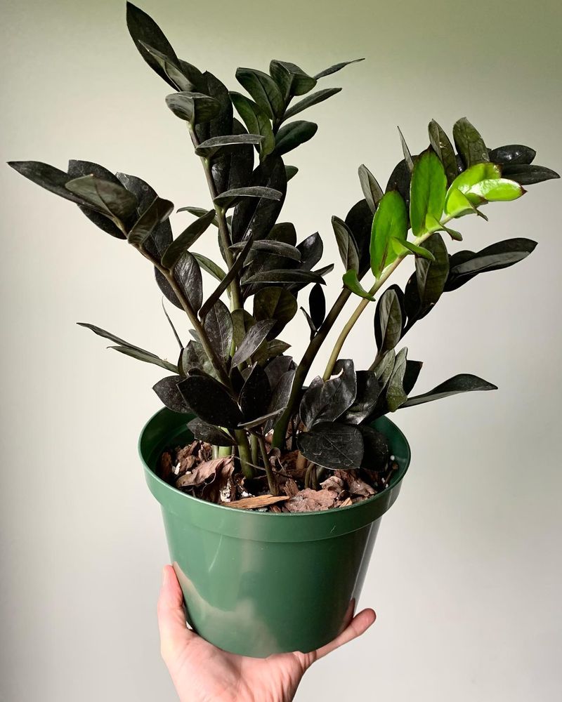 ZZ Plant