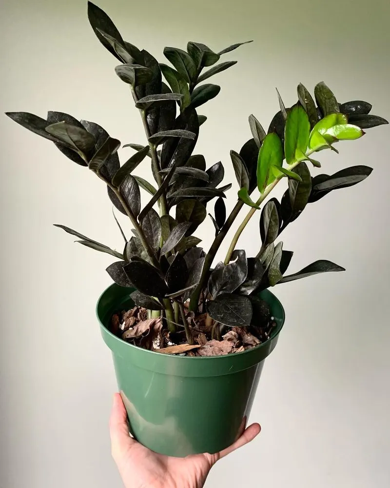 ZZ Plant