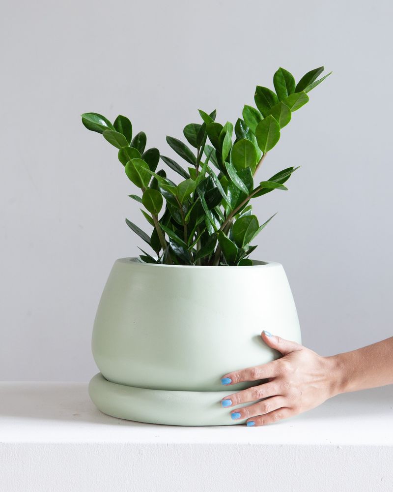 ZZ Plant