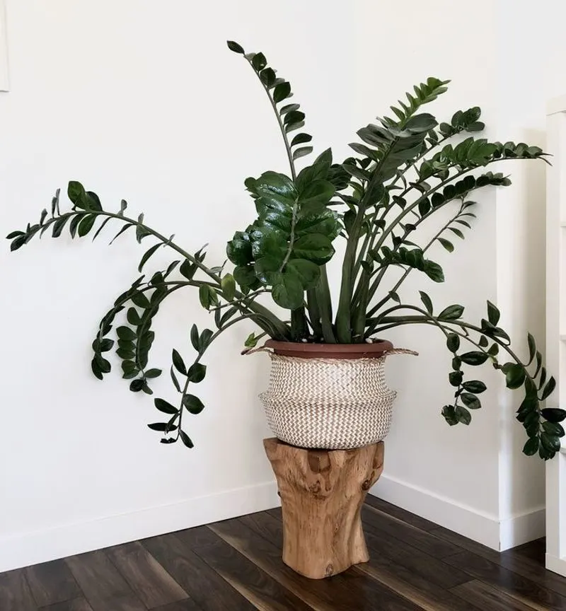 ZZ Plant