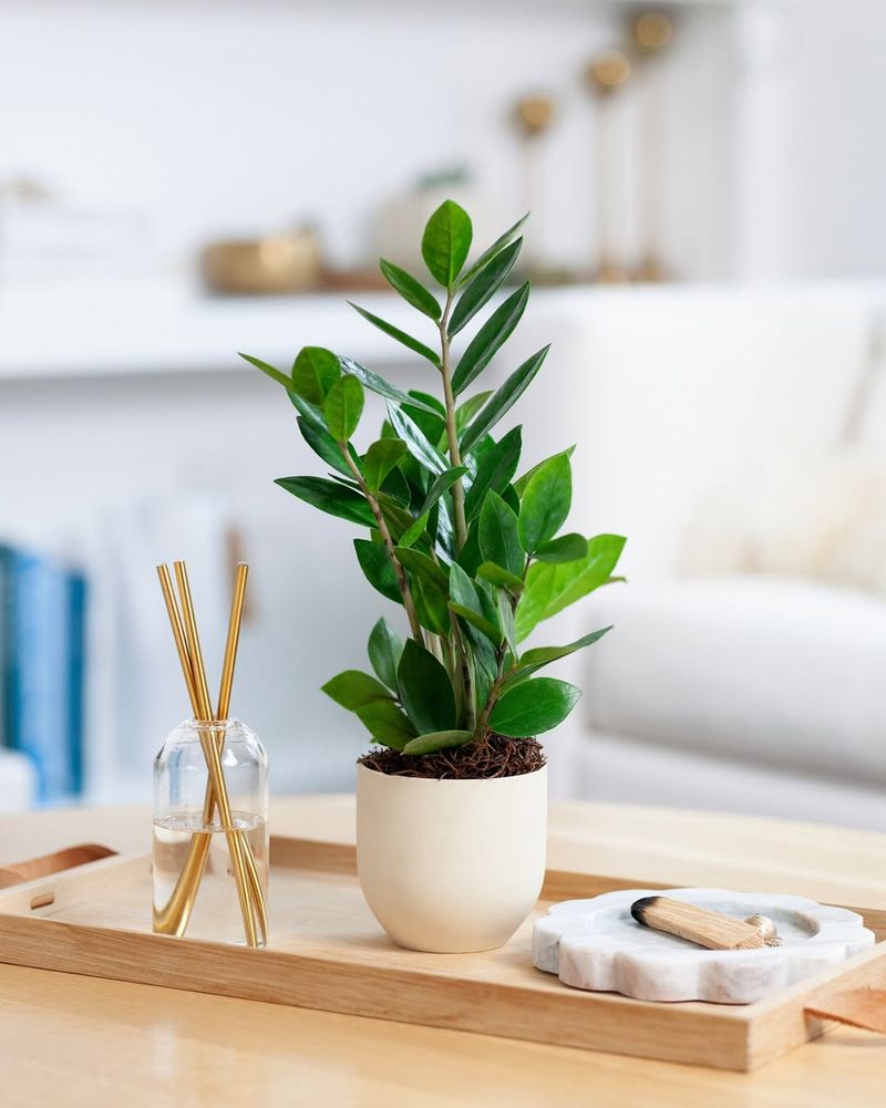 ZZ Plant