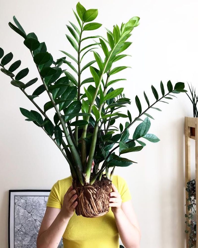 ZZ Plant