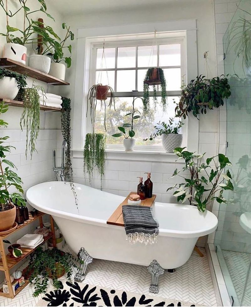 ZZ Plant