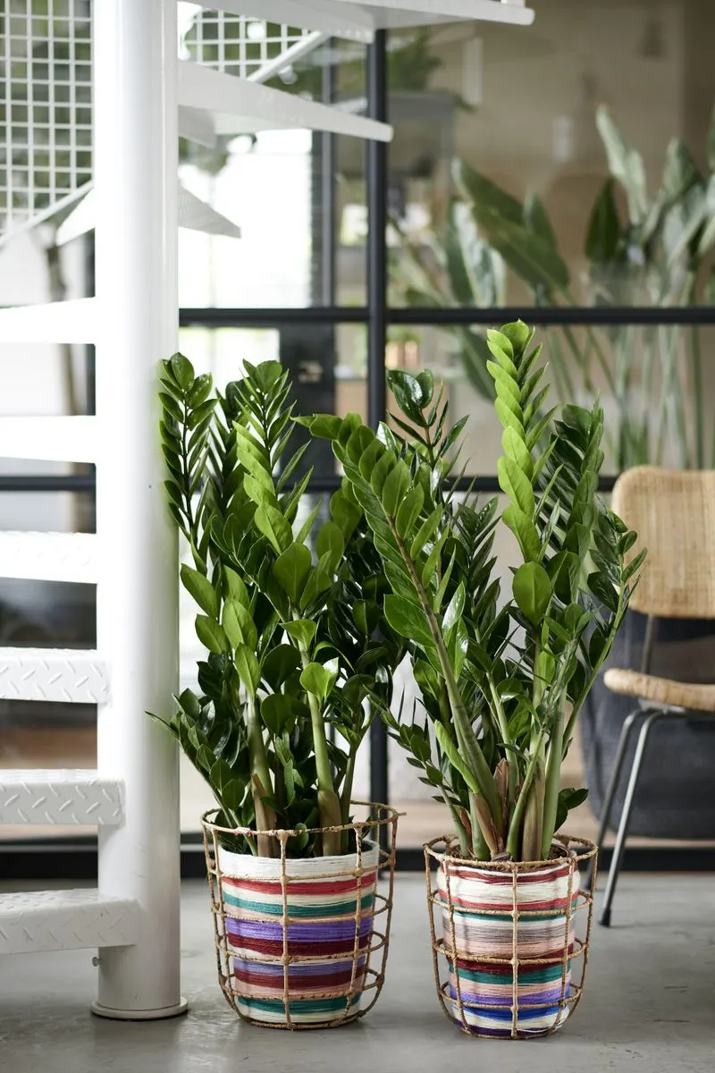 ZZ Plant