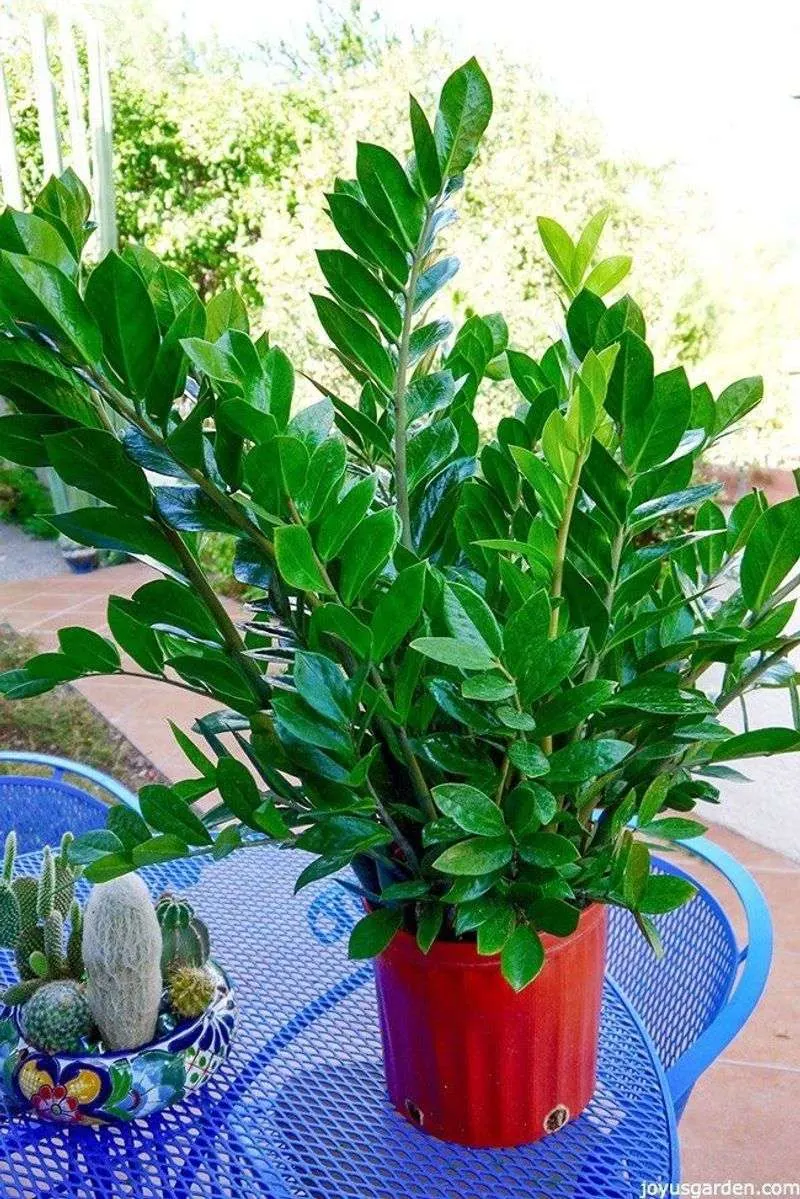 ZZ Plant
