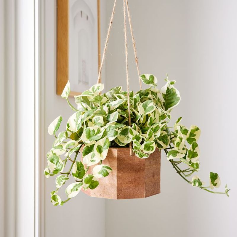 Pothos