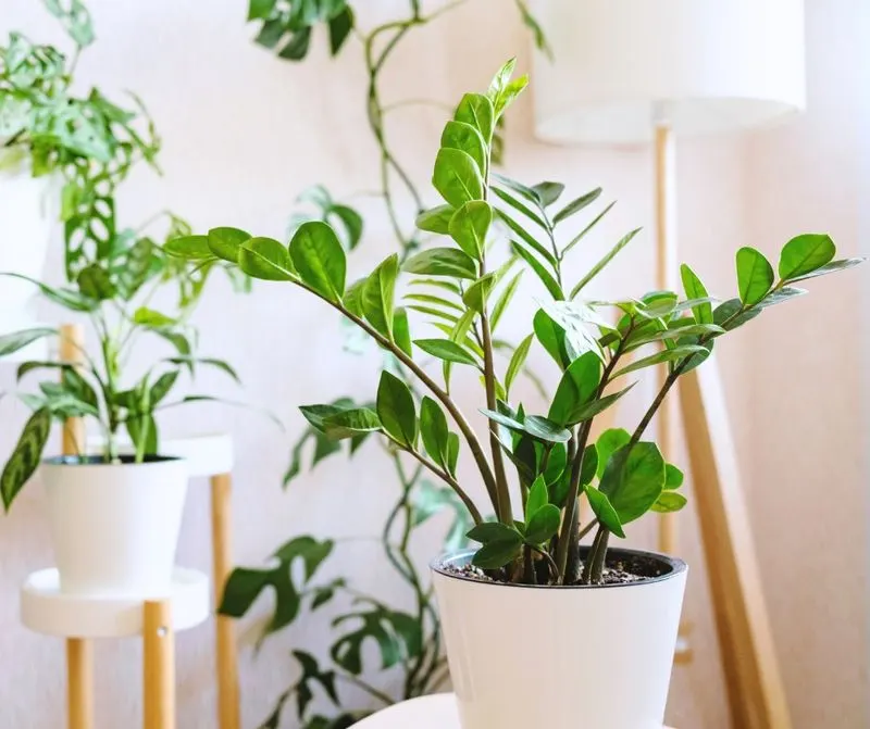 Zanzibar Gem (ZZ Plant)