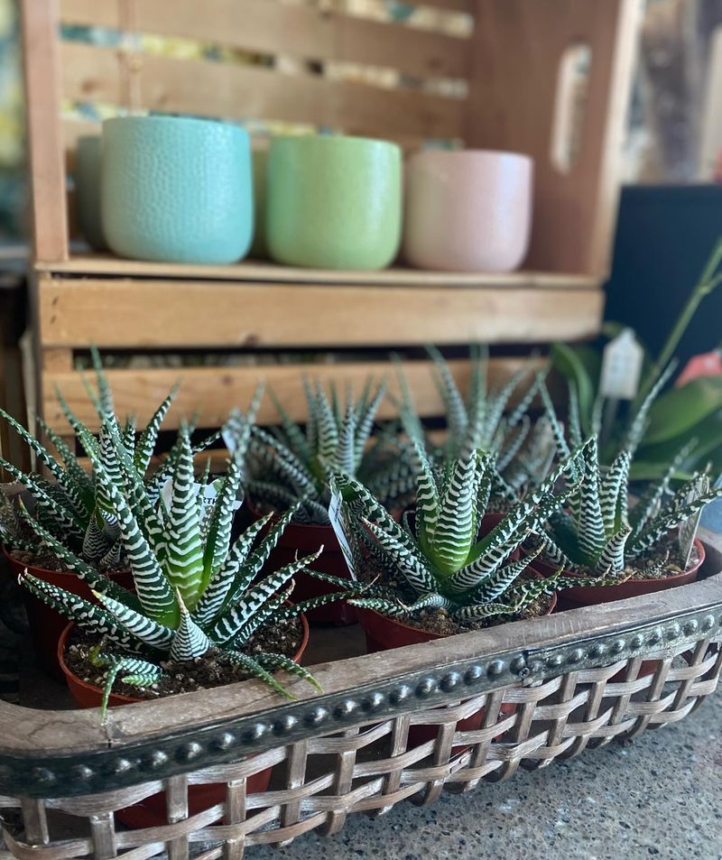 Zebra Cactus