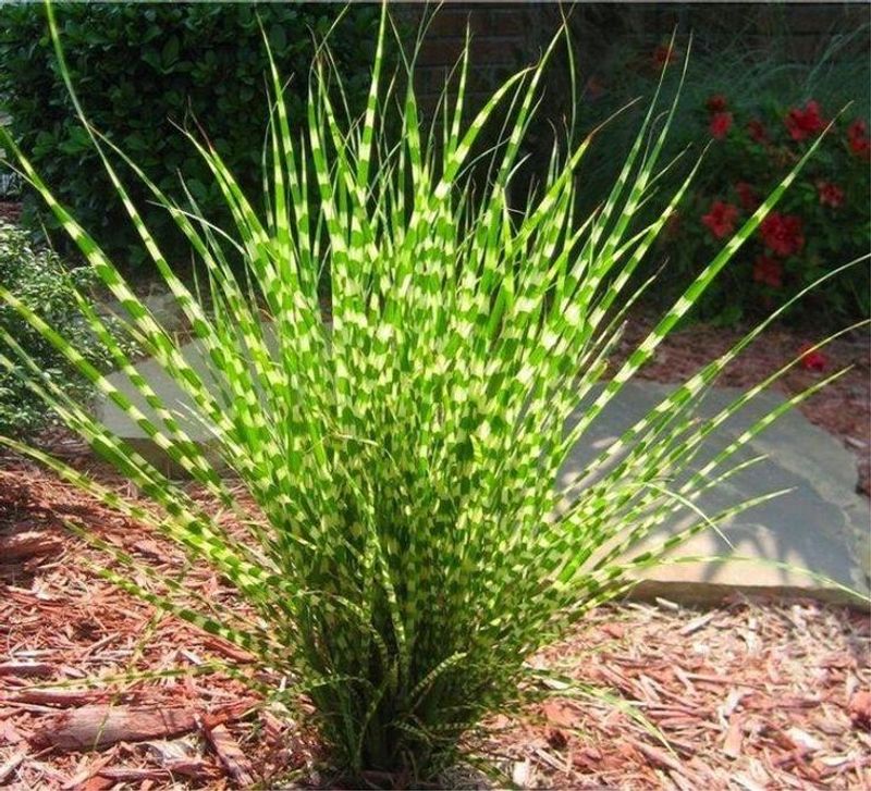 Zebra Grass