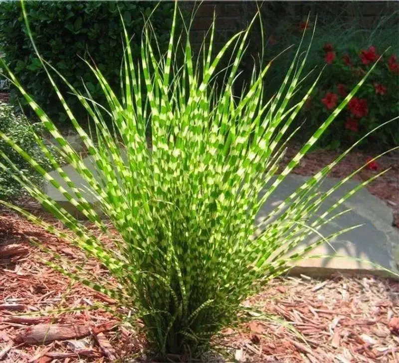 Zebra Grass