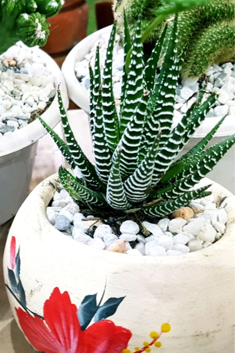 Zebra Plant