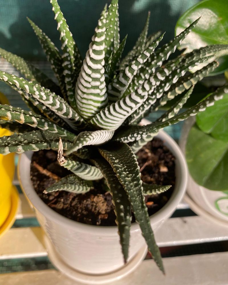 Zebra Plant