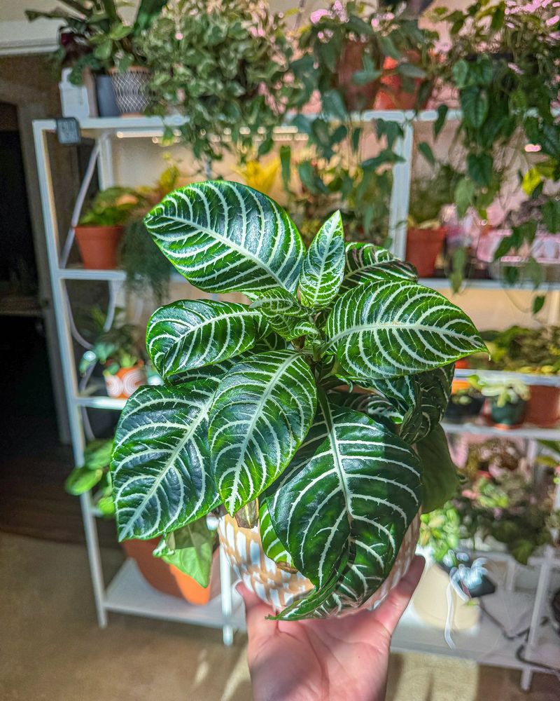 Zebra Plant