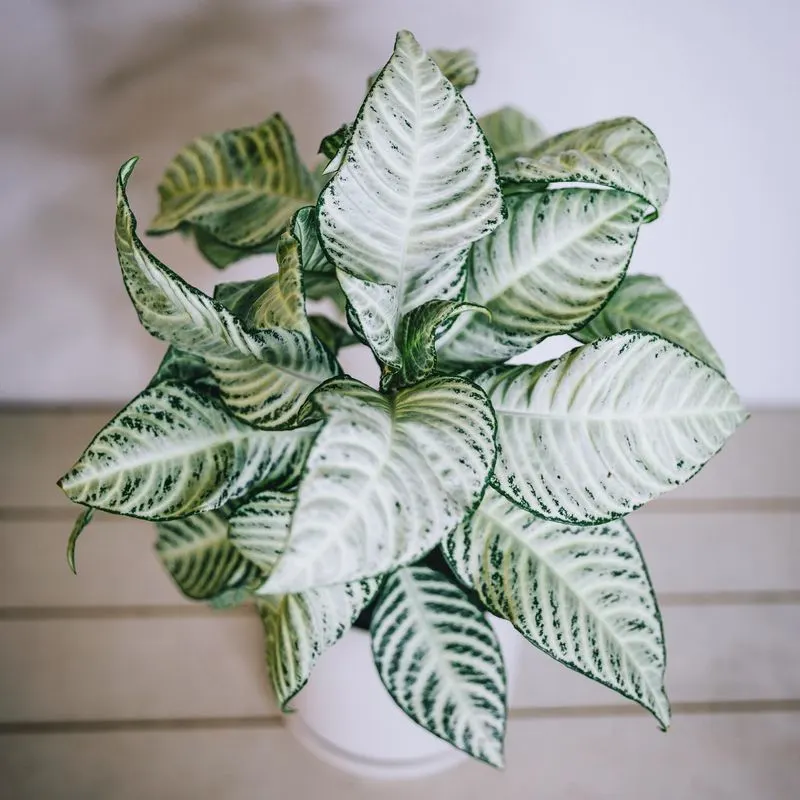 Zebra Plant