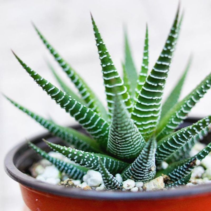 Zebra Plant