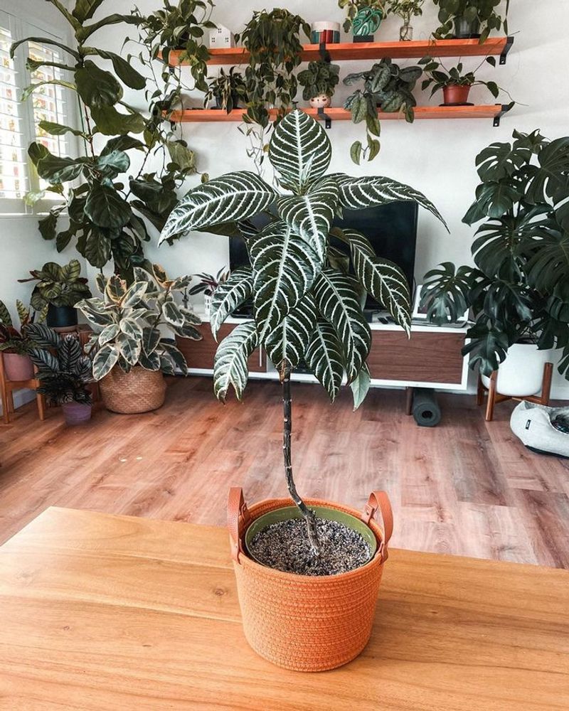 Zebra Plant Charm