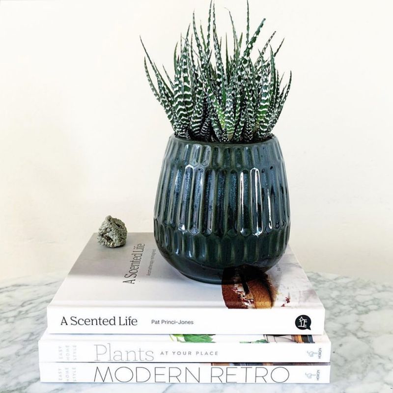Zebra Plant (Haworthia attenuata)