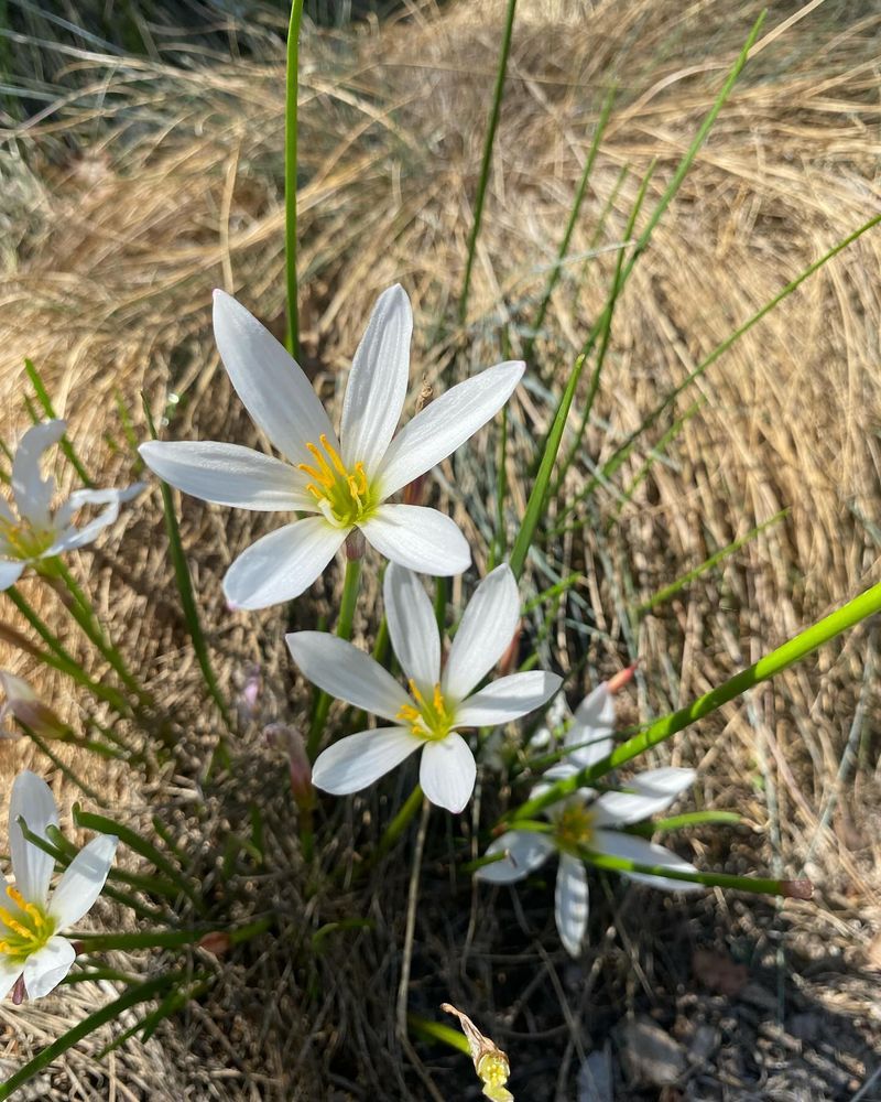 Zephyranthes