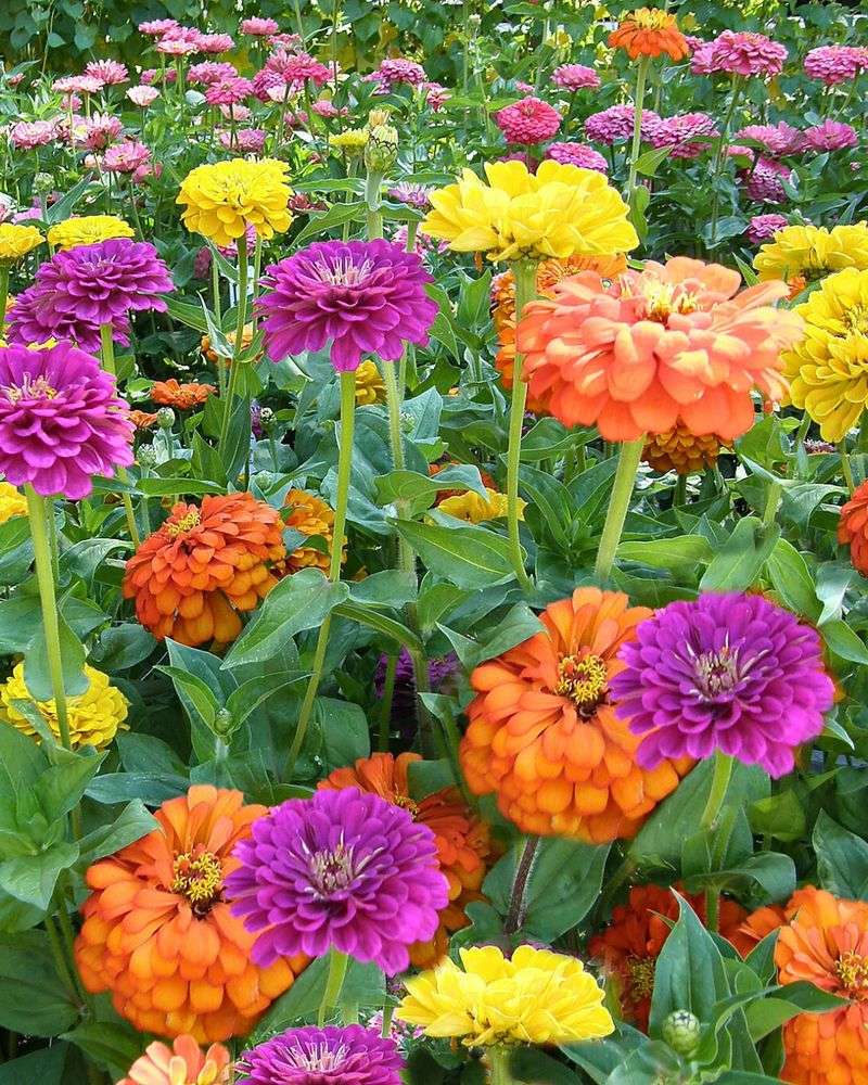 Zinnia
