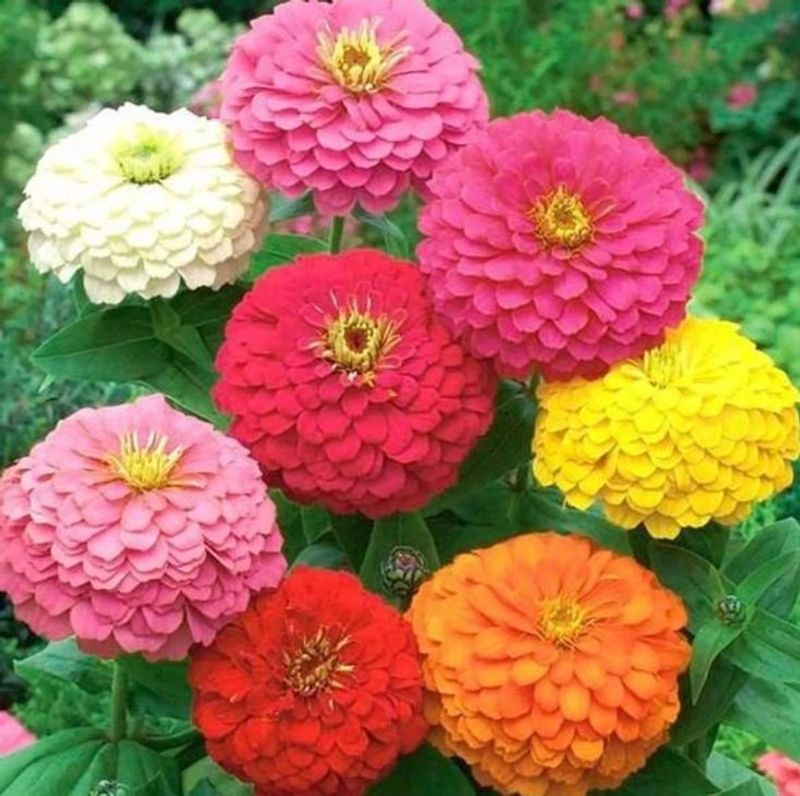 Zinnia