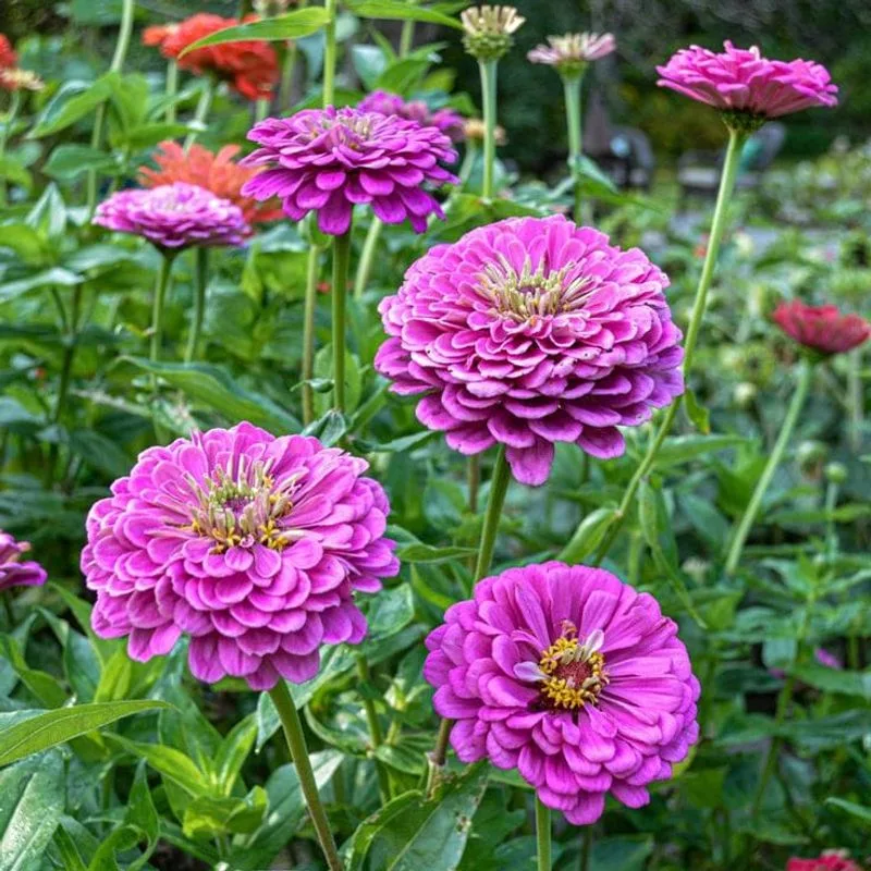 Zinnia