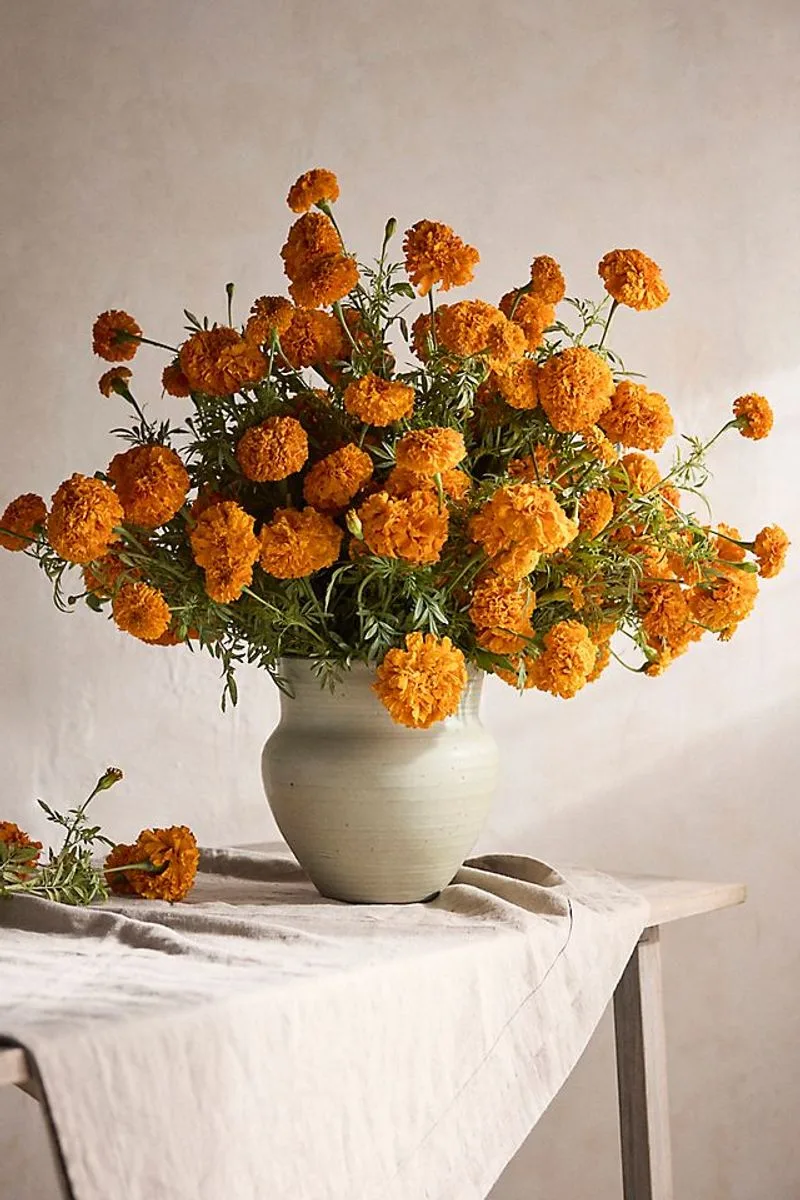 Marigold
