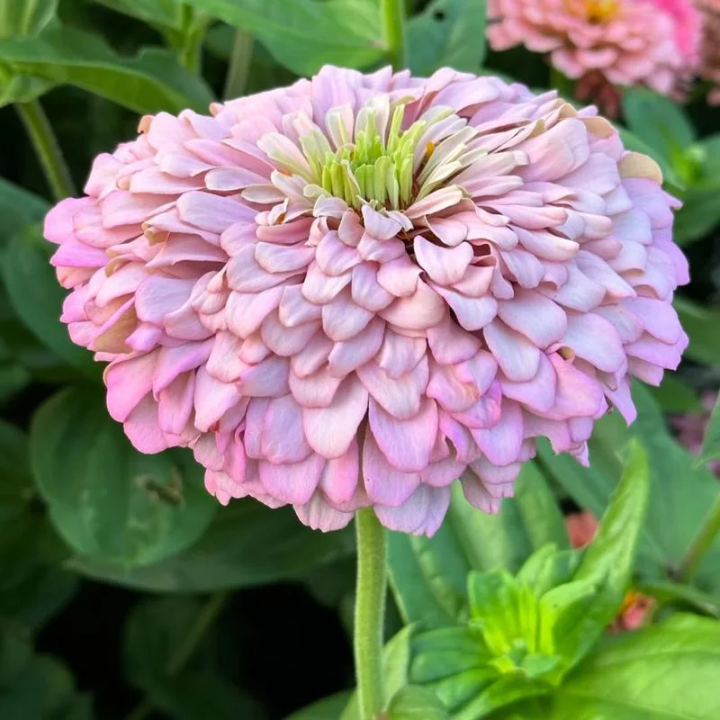 Zinnia
