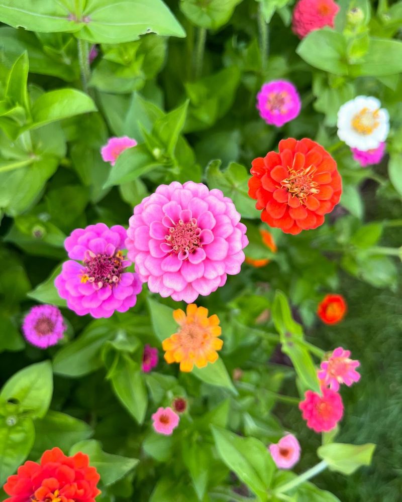 Zinnia