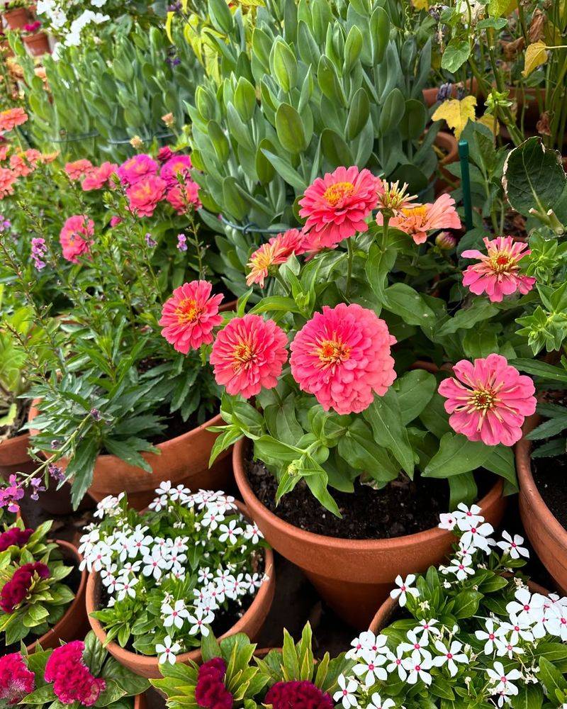 Zinnia