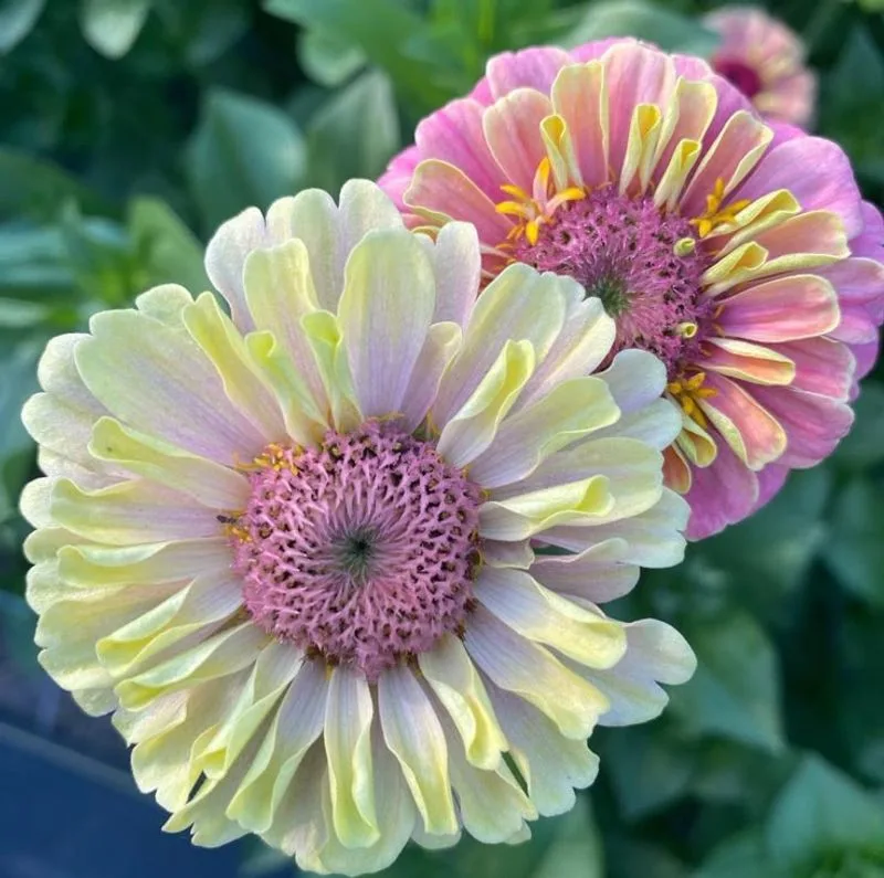 Zinnia