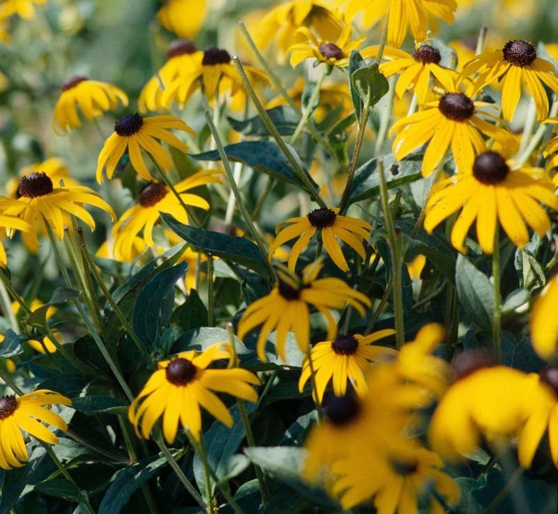 Black-eyed Susan