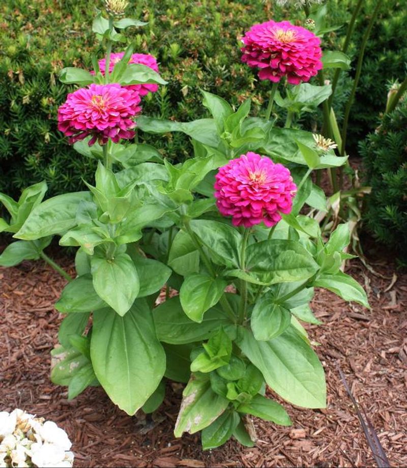 Zinnias