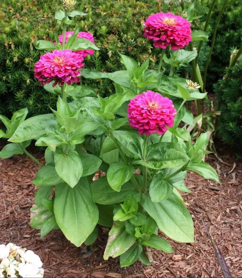 Zinnias