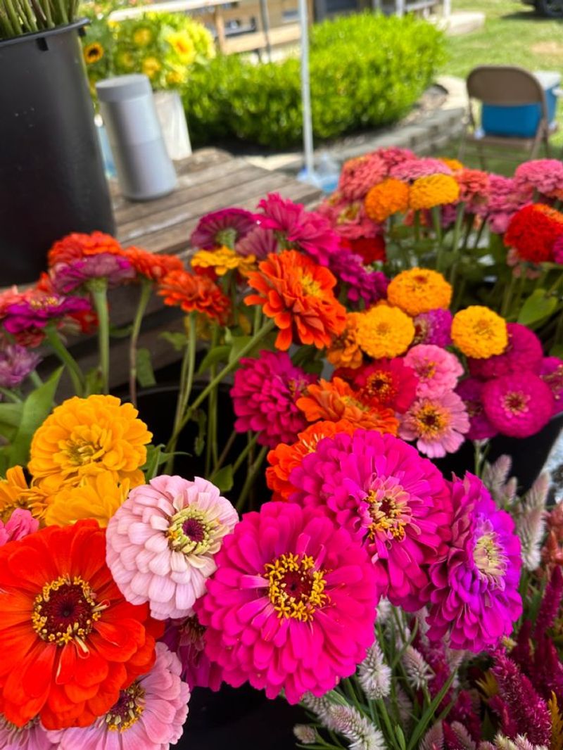 Zinnias