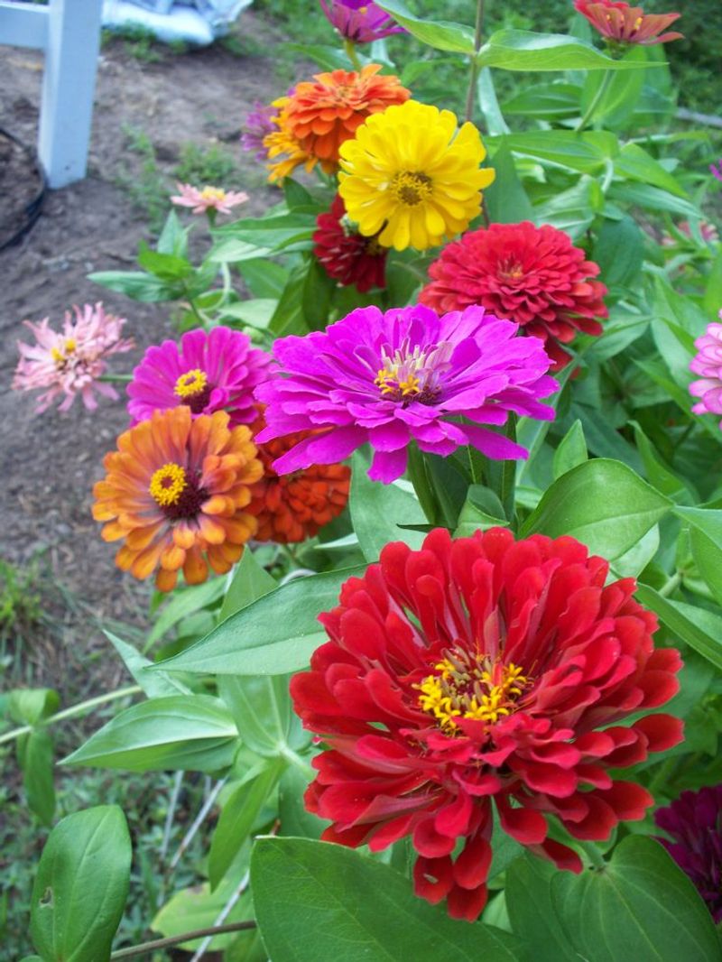 Zinnias