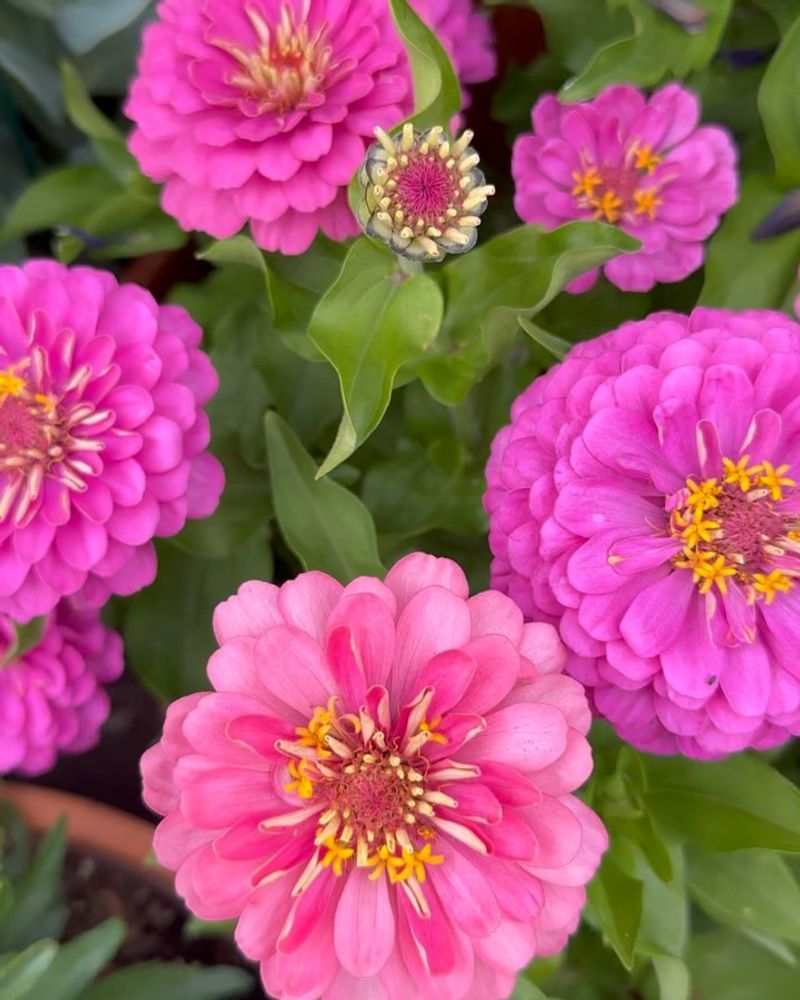 Zinnias
