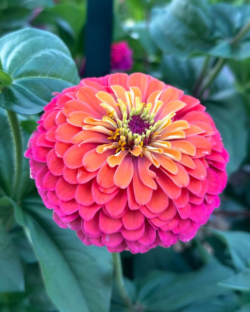 Zinnias