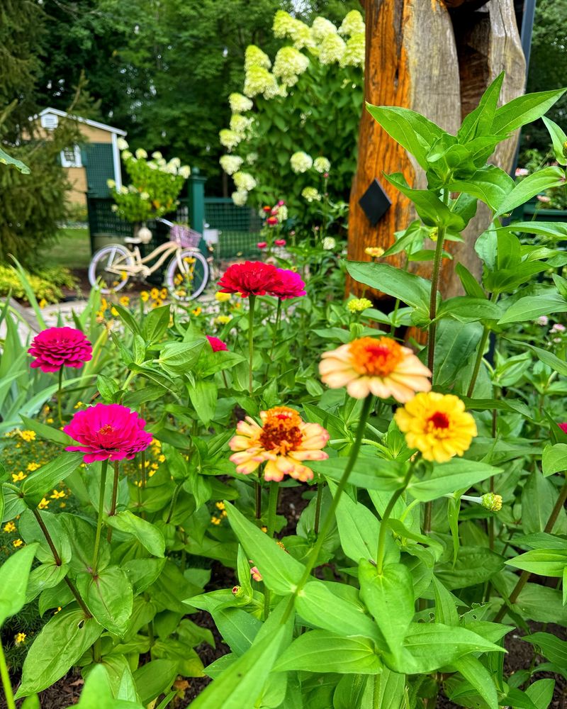 Zinnias