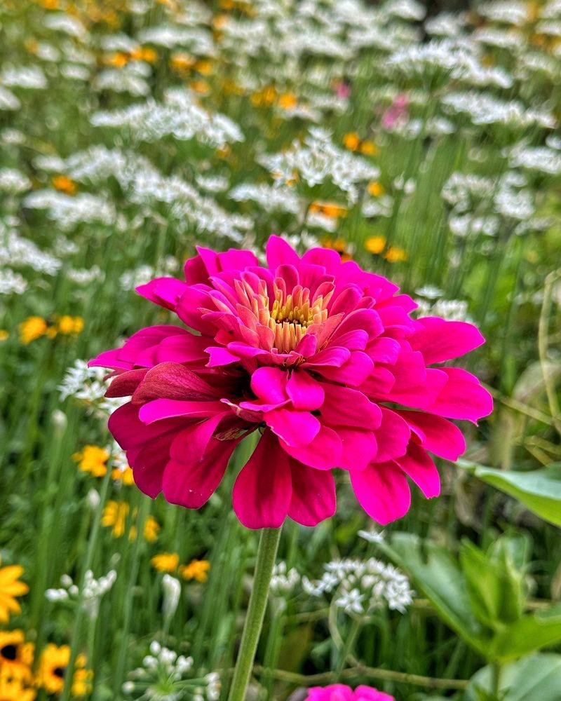 Zinnias