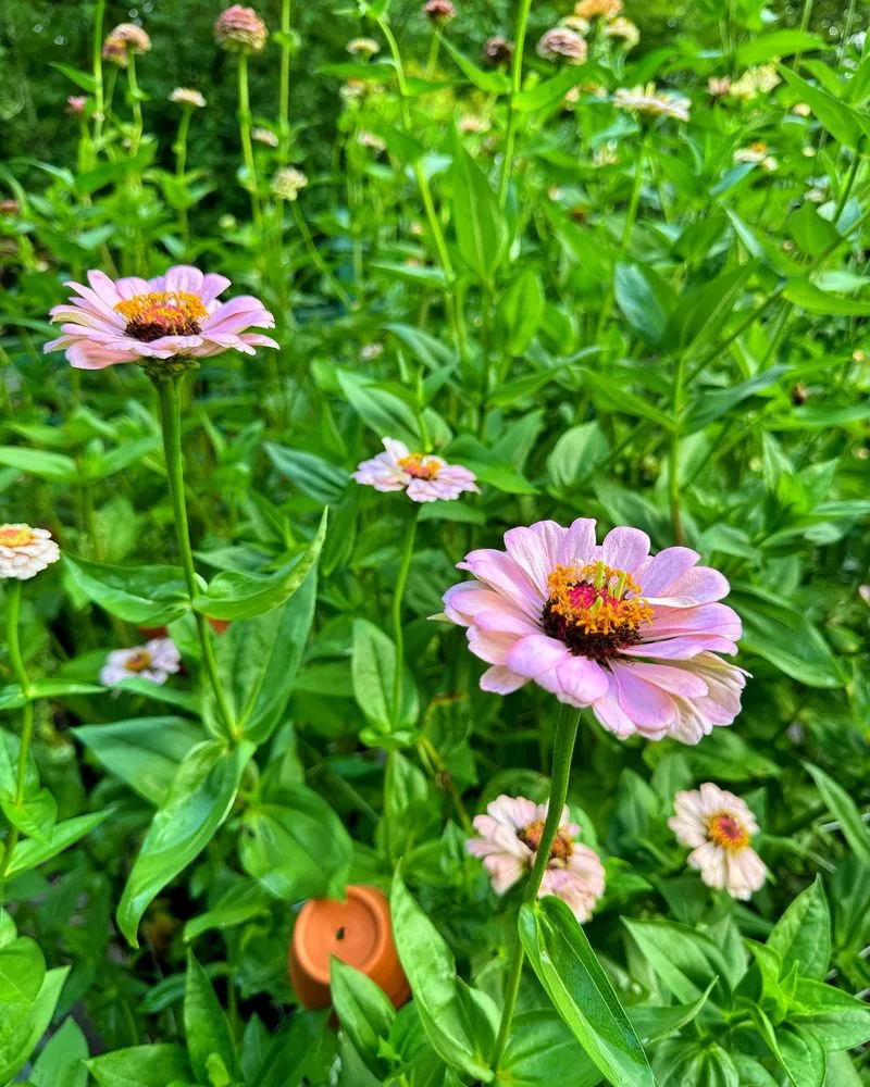 Zinnias