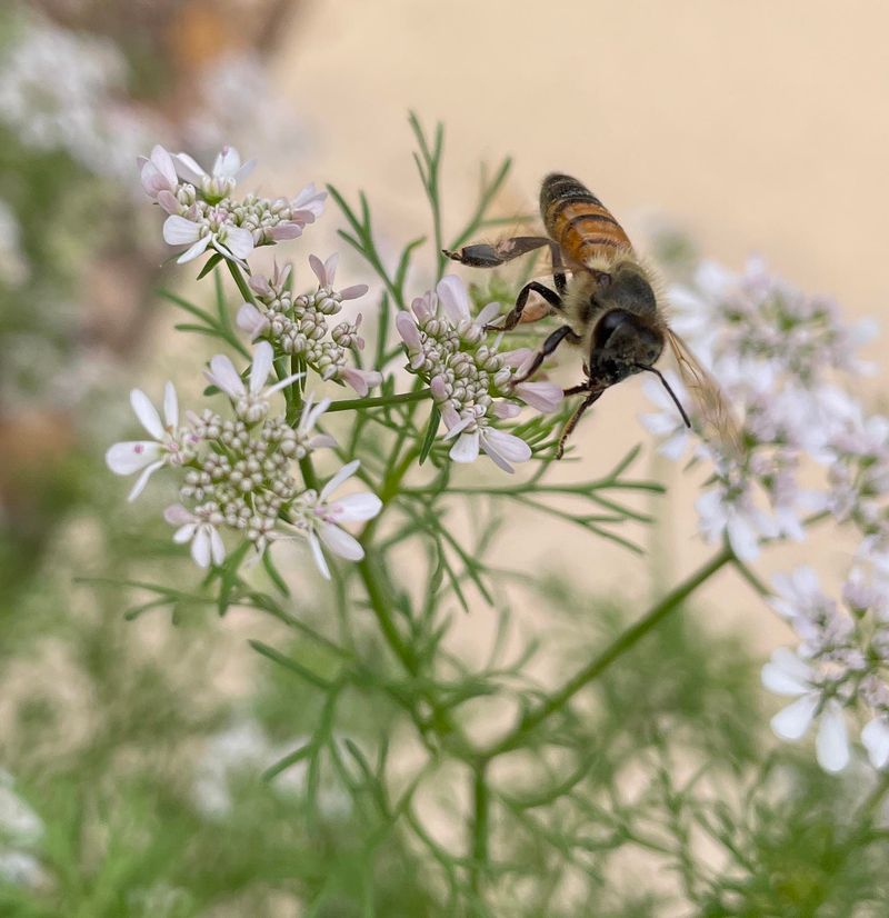 Coriander