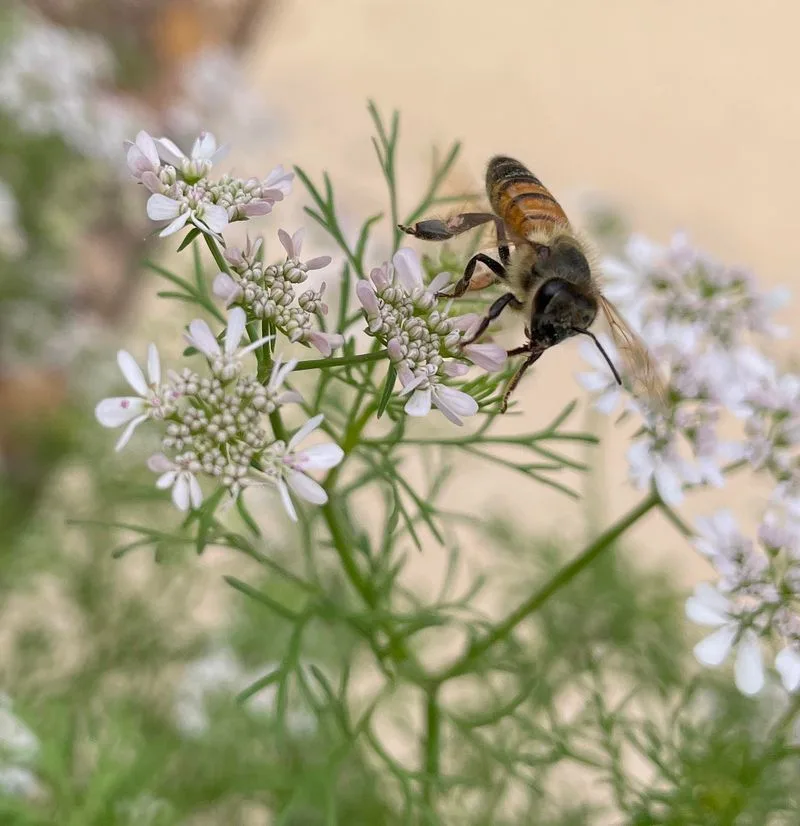 Coriander