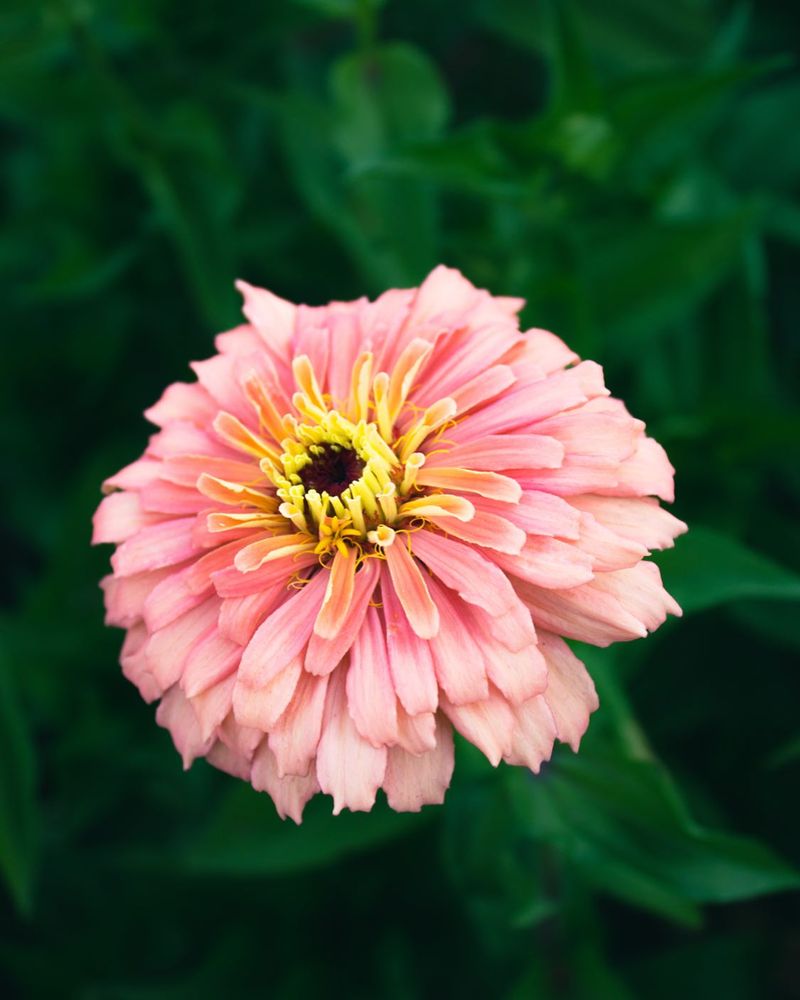 Zinnias