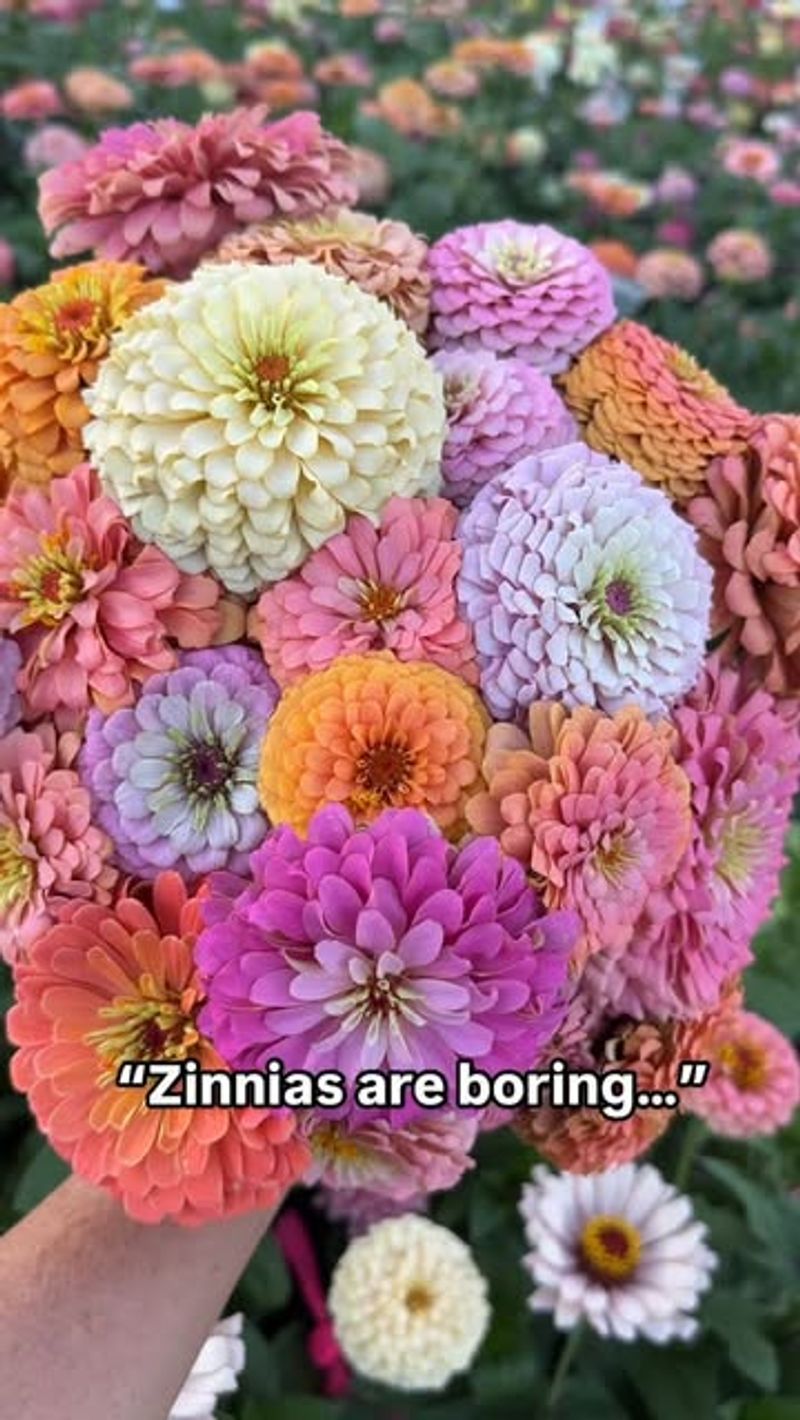 Zinnias
