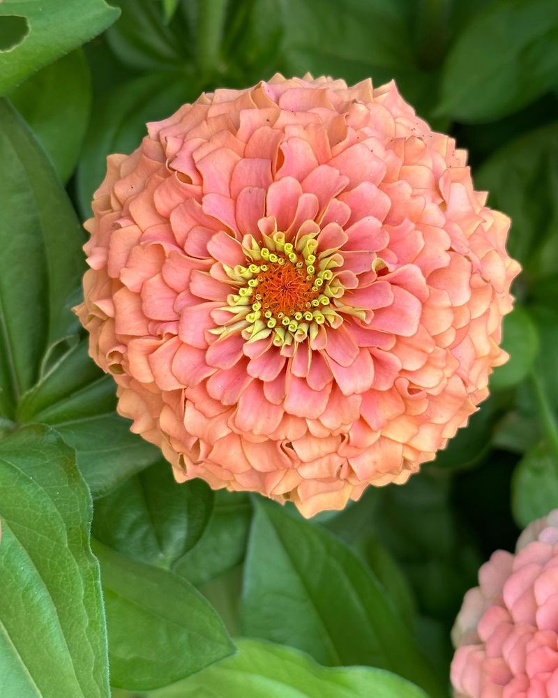 Zinnias