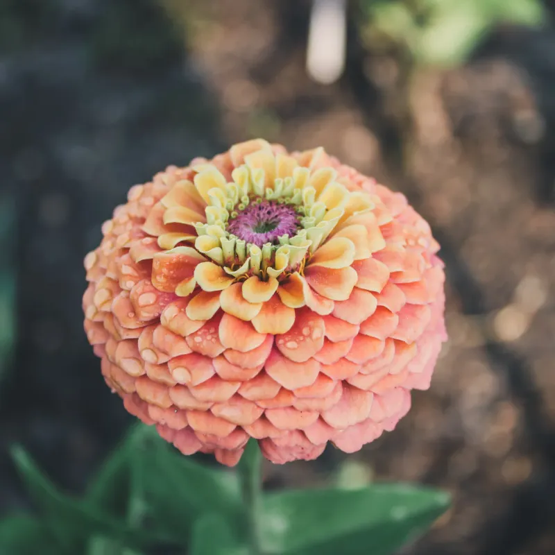 Zinnias